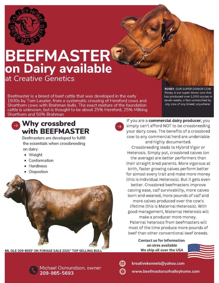 Beefmaster